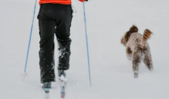 Croazia, cade in un burrone innevato: il cane lo salva